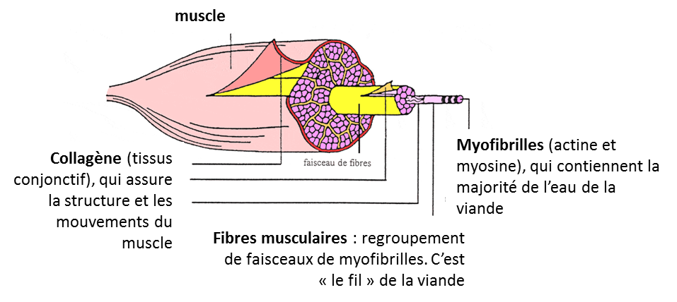 représentation schématique de la structure d'un muscle squelettique.