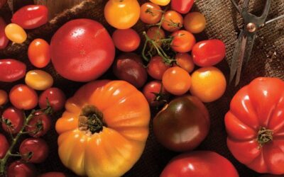 On peut conserver les tomates mures au réfrigérateur (et c’est souvent mieux !)