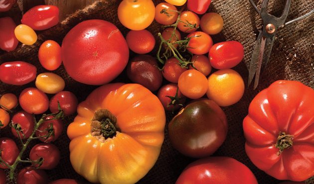 On peut conserver les tomates mures au réfrigérateur (et c’est souvent mieux !)