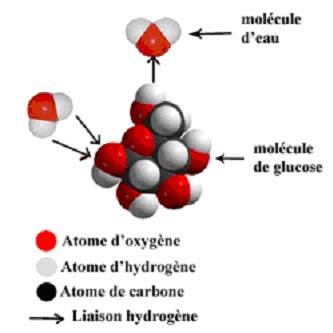 représentation schématique des liaisons entre les molécules d'eau et de sucre