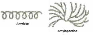représentation de l'amylose et de l'amylopectine.