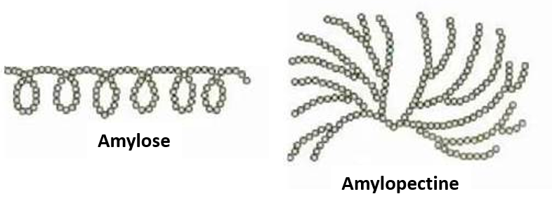 Représentation schématique de l'amylose et de l'amylopectine