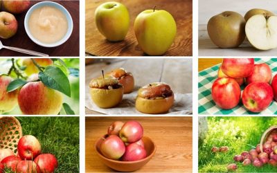 Mangez des pommes … oui mais lesquelles ?
