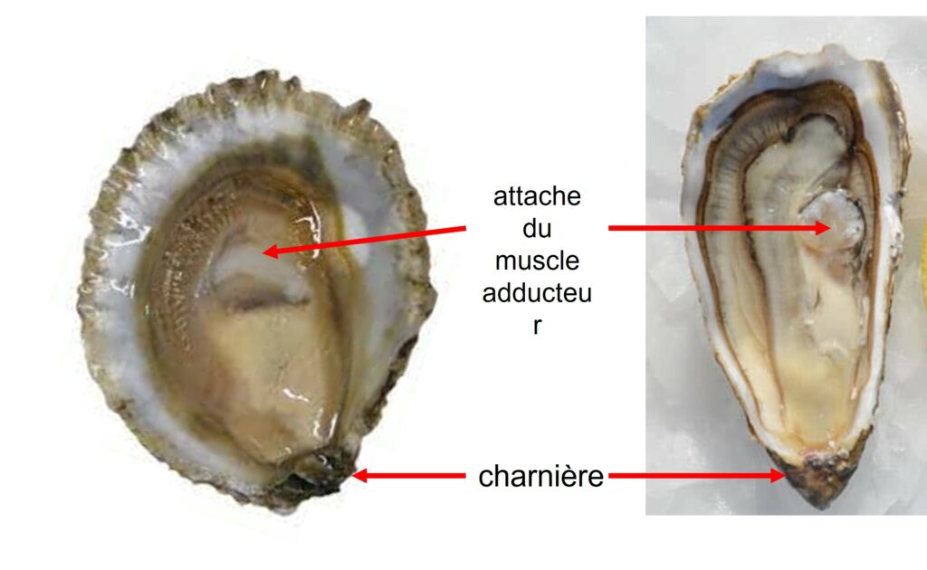 anatomie comparée d'une huître plate ou creuse