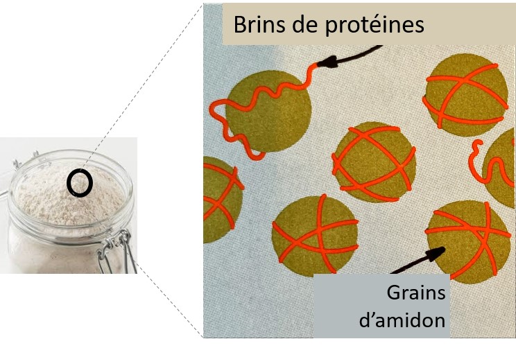 représentation schématique des protéines du gluten autour des grains d'amidon
