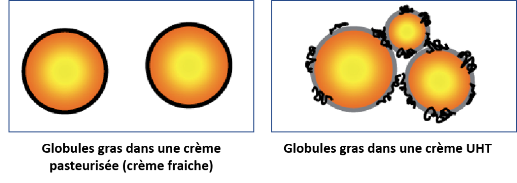 représentation  des globules gras dans une crème pasteurisée ou UHT