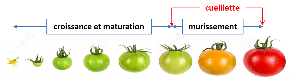 cycle de croissance et de murissement des tomates