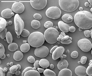 grains d'amidon de blé vus en microscopie électronique