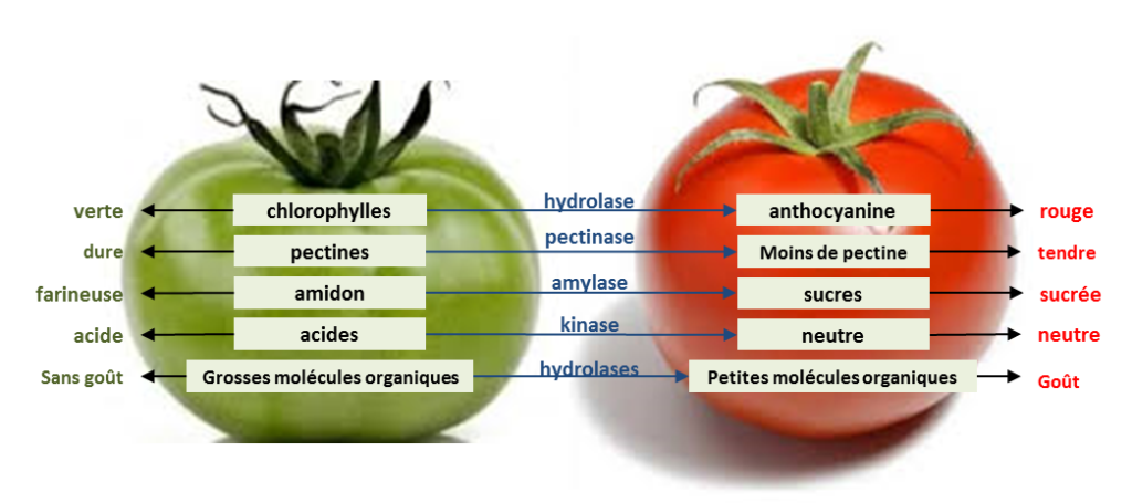 biochimie du murissement des tomates