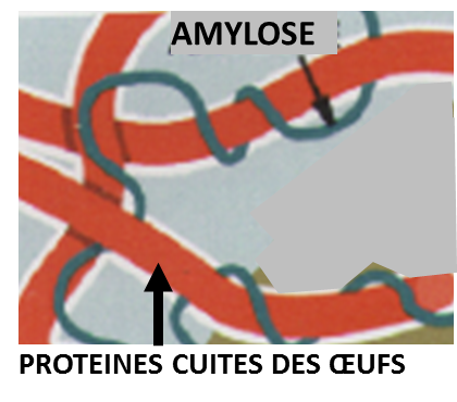 représentation schématique du rôle de l'amylose sur les protéines des oeufs.