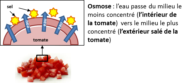 représentation schématique de l'osmose dans une tomate