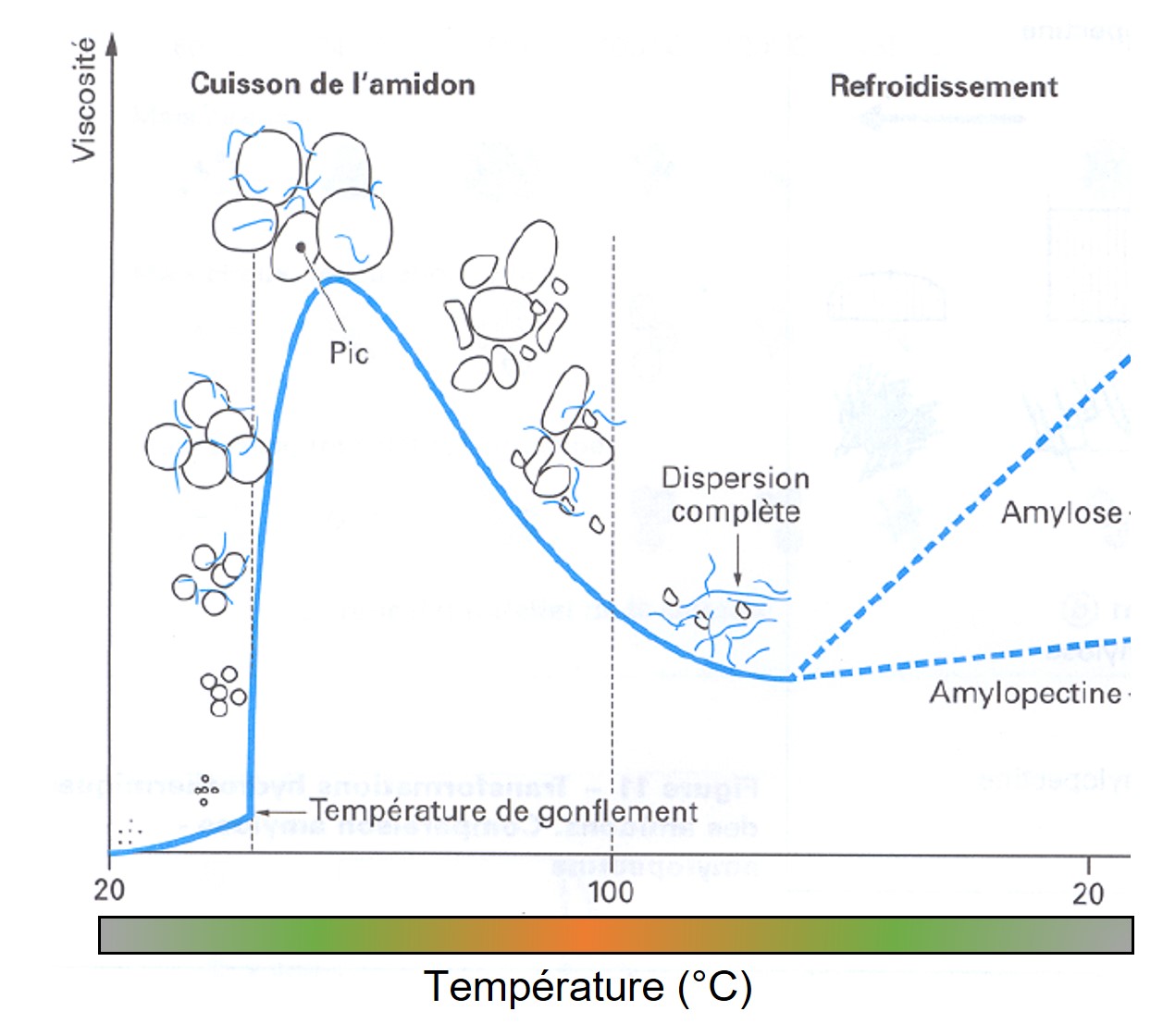 Représentation schématique de l'empesage (gélatinisation) de l'amidon.