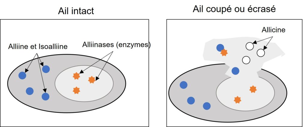 représentation schématique d'une cellule d'ail intact (à gauche) ou haché (à droite)