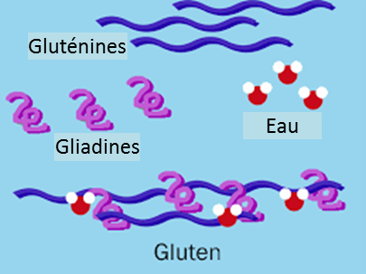 représentation schématique du réseau de gluten