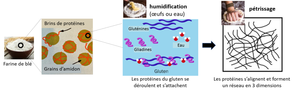 représentation schématique de la formation du réseau de gluten