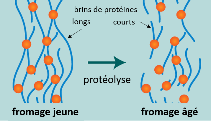 représentation schématique de la protéolyse lors de la maturation des fromages.