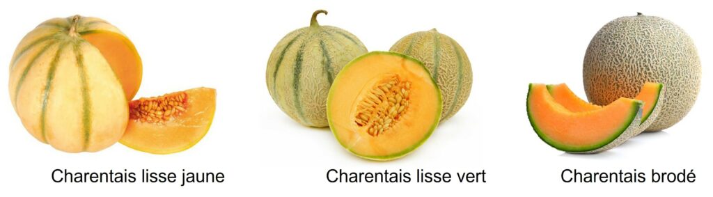différents types de melons charentais