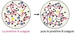 représentation schématique de la coagulation successive des protéines des oeufs.