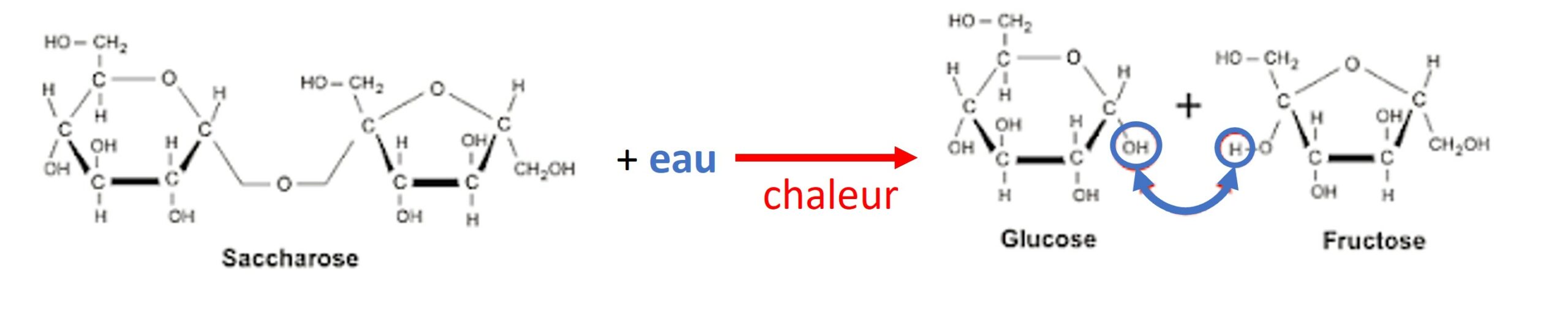 réaction de décomposition du saccharose en glucose et fructose (hydrolyse)
