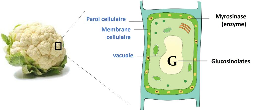 représentation schématique d'une cellule de chou-fleur.