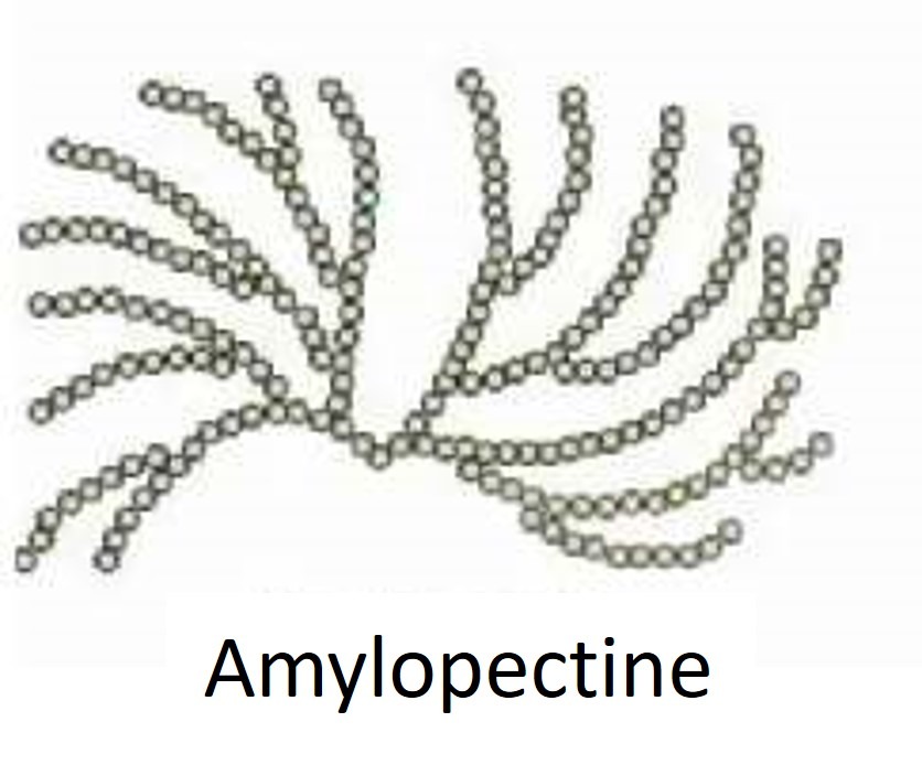 représentation schématique de l'amylopectine.