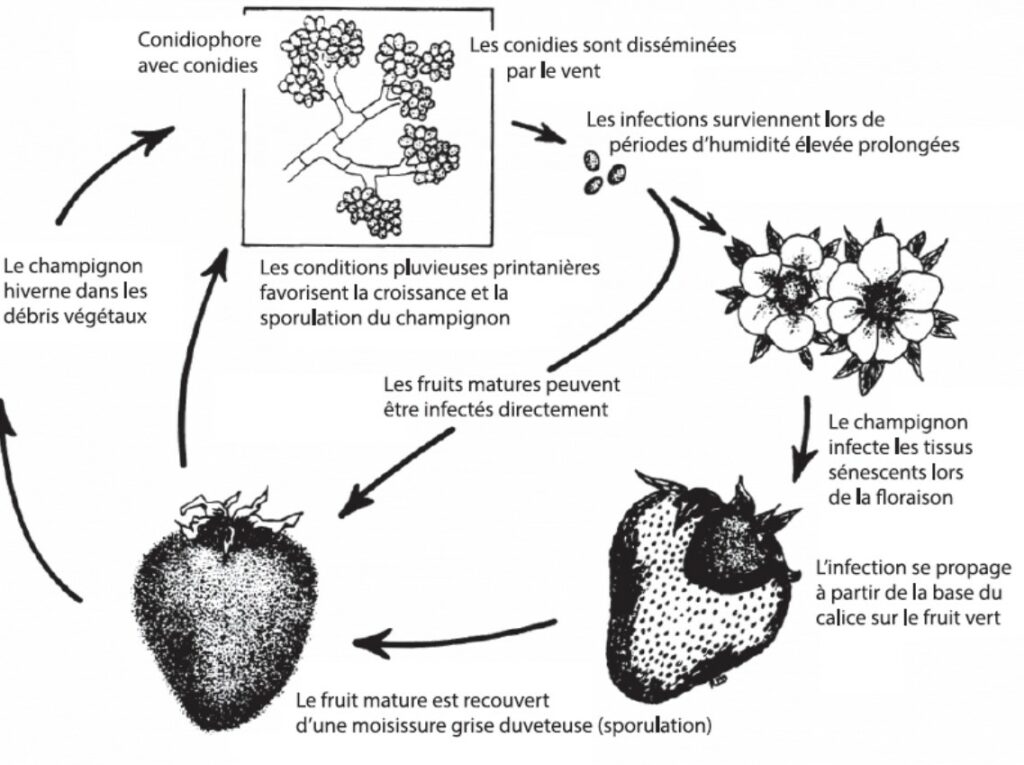Cycle de développement de la pourriture grise des fraises (Botrytis cinerea)