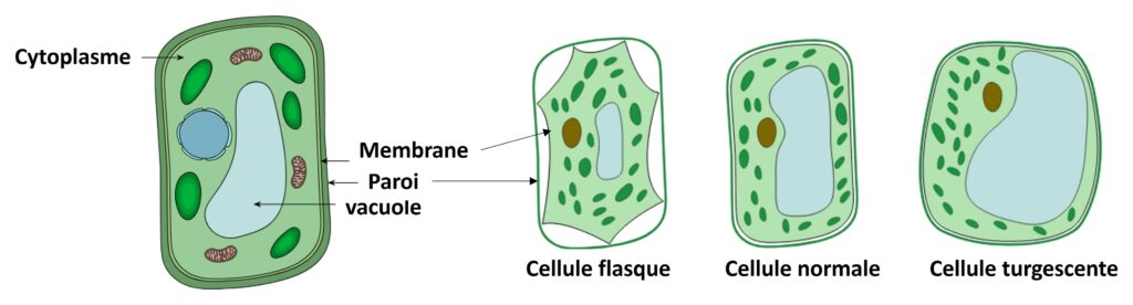Représentation schématique d'une cellule végétale en fonction de la teneur en eau dans sa vacuole.