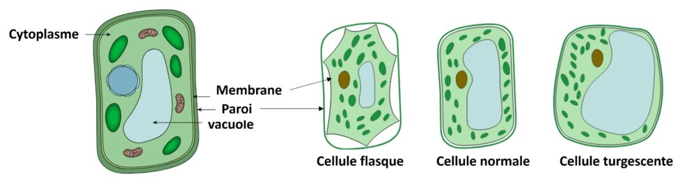 Le Coleslaw Une D Licieuse Salade Cr Meuse Et Croquante Mais Pas Trop Je Pense Donc Je Cuis