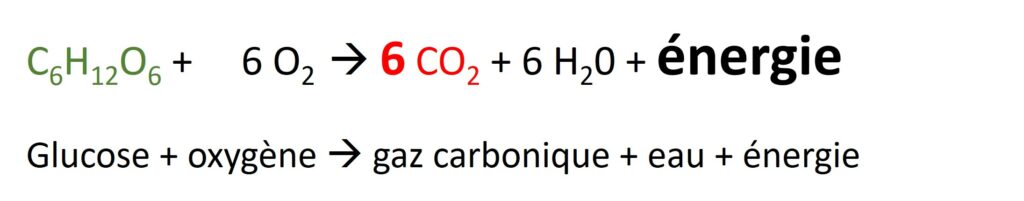 Formule de la respiration des levures.