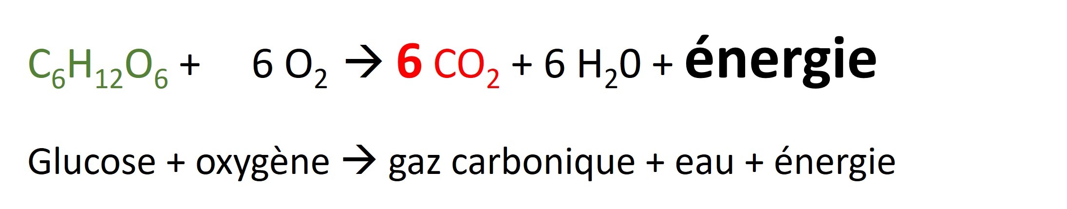 Equation de la respiration des levures