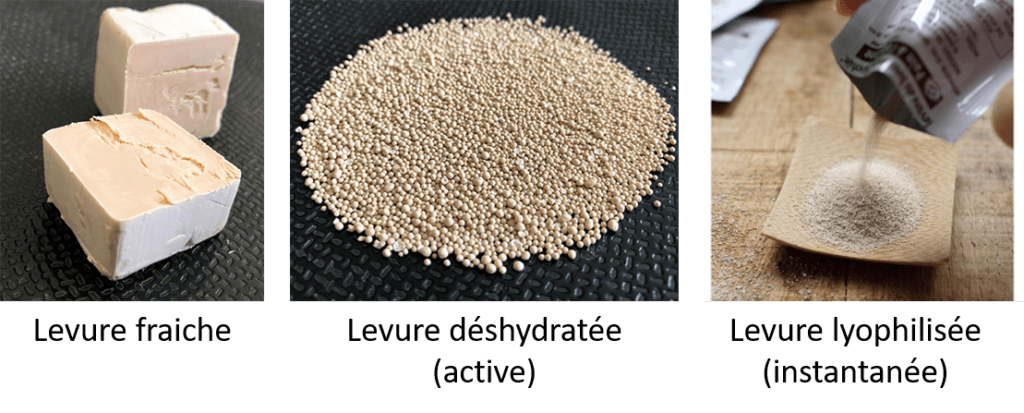 Les 3 formes de levure boulangère disponibles dans le commerce.