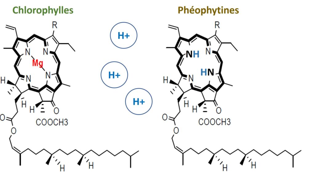 transformation des chlorophylles en phéophytines.