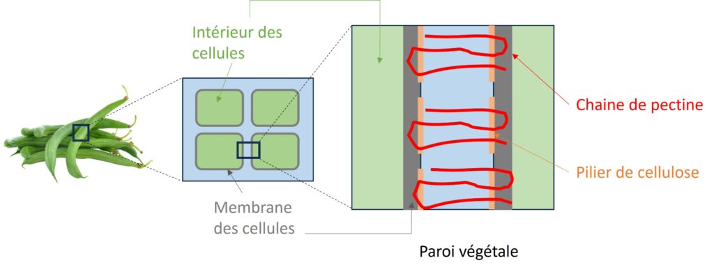 représentation schématique de la paroi des végétaux.