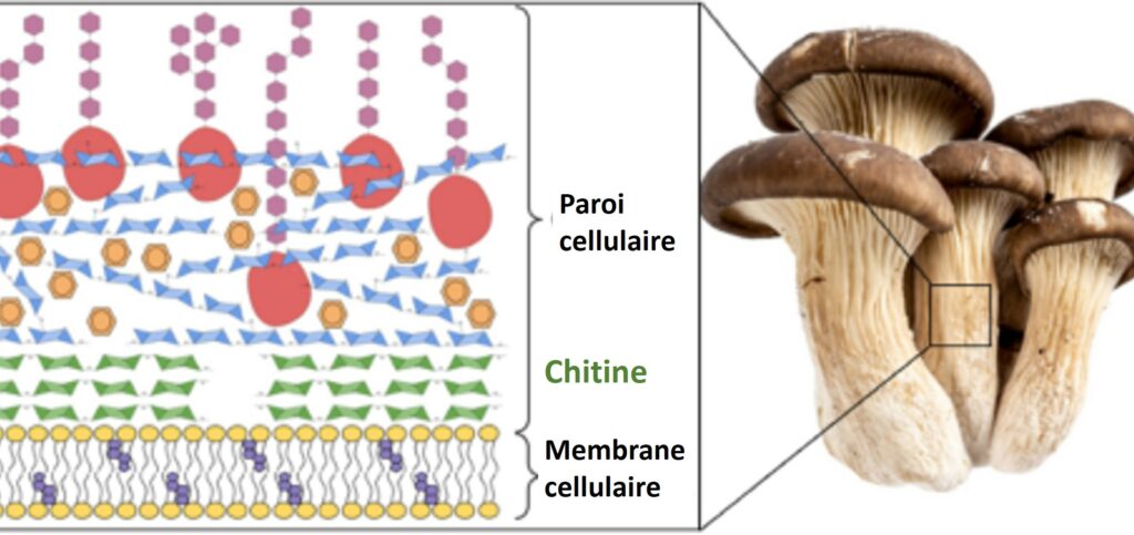 Représentation schématique de la paroi des cellules de champignons.