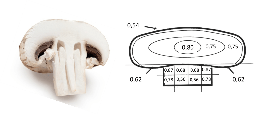 Densité de différentes parties d'un champignon.