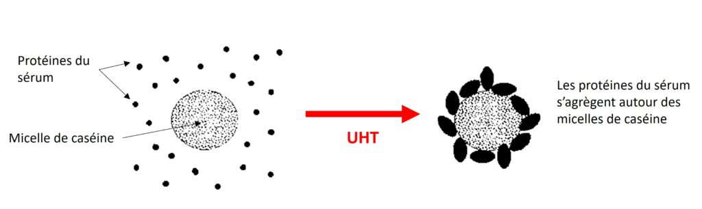 représentation schématique de l'impact du traitement UHT sur les protéines du lait.