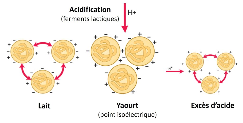 représentation schématique des charges électriques des micelles de caséine.