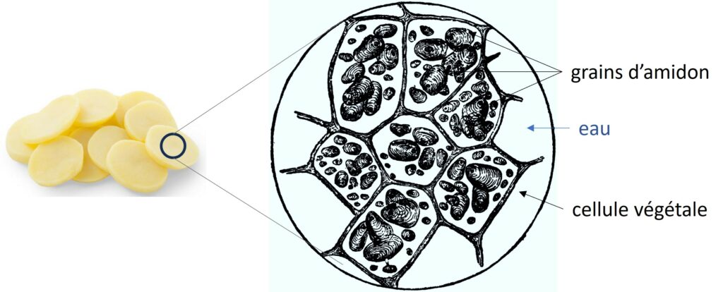 représentation schématique de la structure des pommes de terre