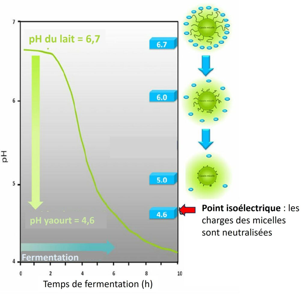 Evolution du pH dans les yaourts pendant la fermentation.