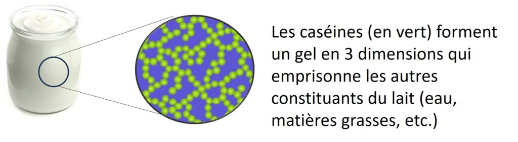 Représentation schématique de la structure d'un yaourt.