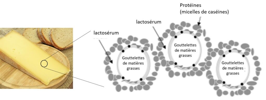 Représentation schématique de la structure du fromage.