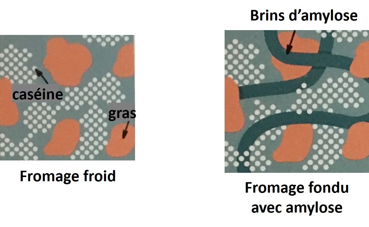 Représentation schématique du rôle de l'amylose dans la stabilisation des fromages fondus.