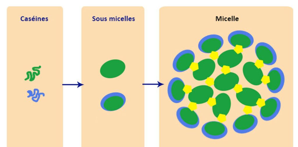 Représentation schématique des micelles de caséine dans le fromage.