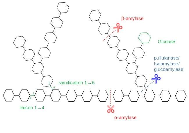 Représentation schématique des amylases dans les farines.