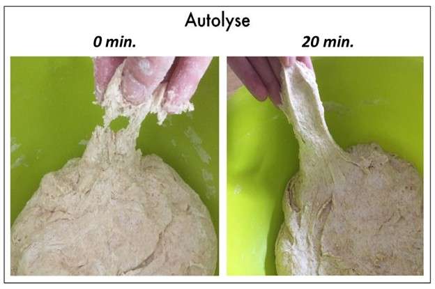 Photos montrant le résultat de l'autolyse sur une pâte à pain.