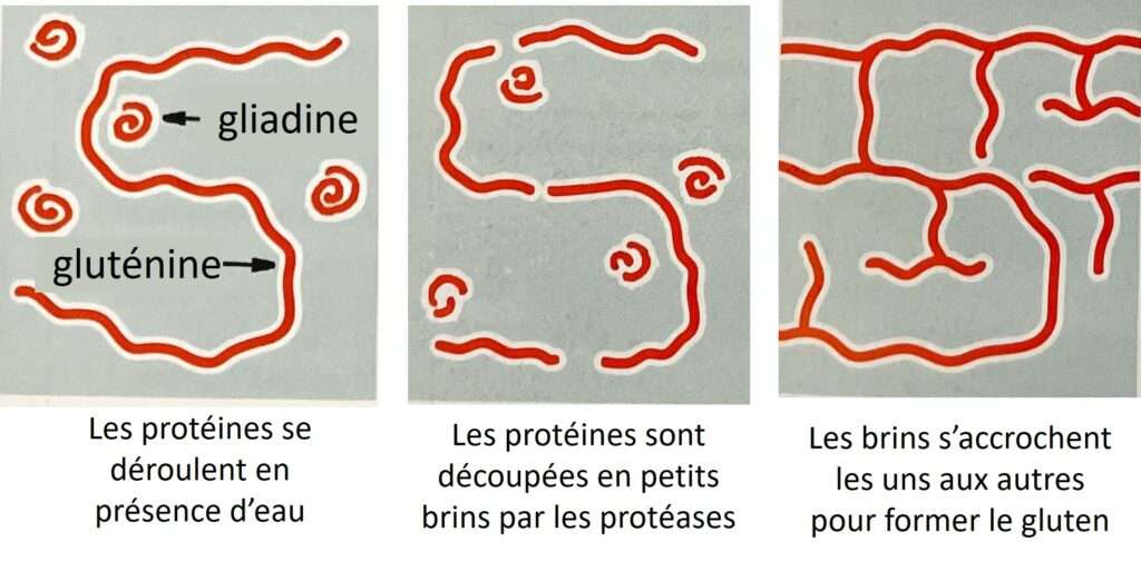 Représentation schématique de l'autolyse en boulangerie.