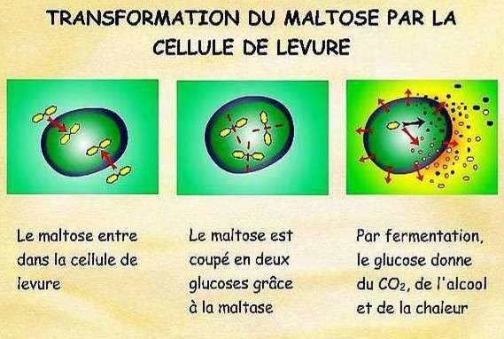 Représentation schématique de l'utilisation du maltose par les levures boulangères.