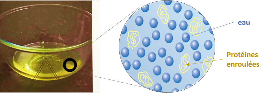 Représentation schématique d'un blanc d'oeuf.