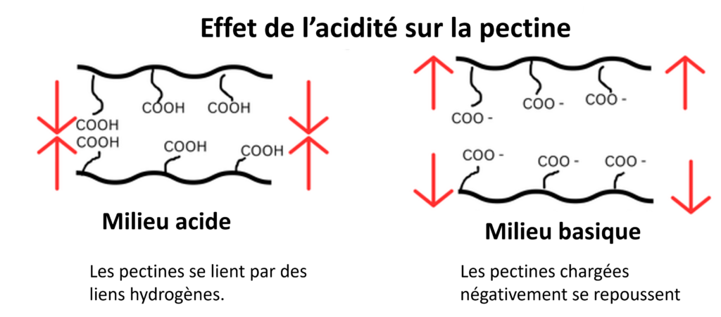 Représentation schématique de l'influence du pH sur les pectines des parois des cellules végétales.